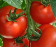 tomato2)2